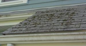 how to remove mold off roof shingles