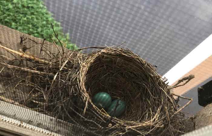 A bird's nest with eggs