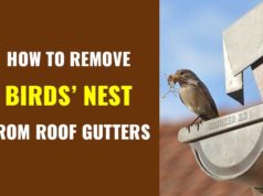 How to get rid of birds nest in roof gutter