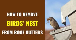 How to get rid of birds nest in roof gutter