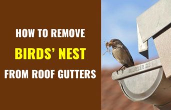 How to get rid of birds nest in roof gutter