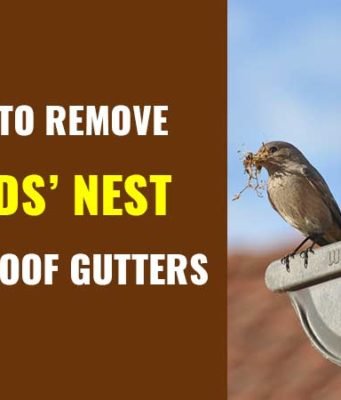 How to get rid of birds nest in roof gutter