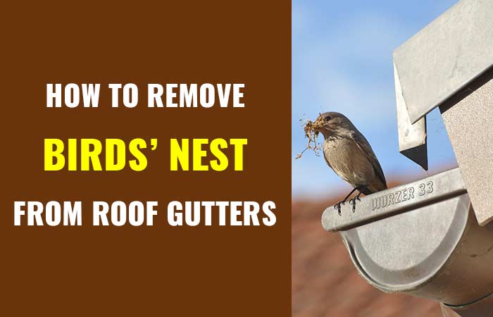 how-to-get-rid-of-birds-nest-in-gutter-tips-to-keep-them-away-roofscour