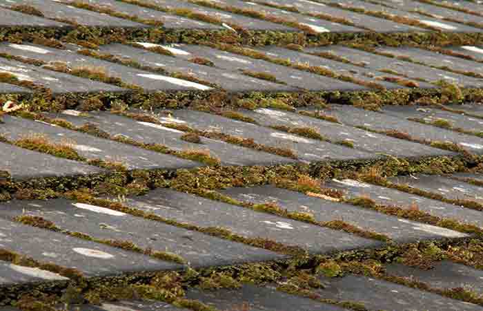 Moss growing on roof