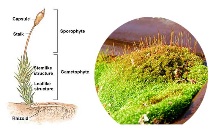 Pictures of moss structure