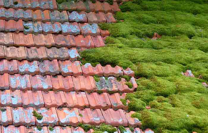 Moss growth on tile roof