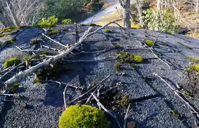 Moss on shingle roof effects