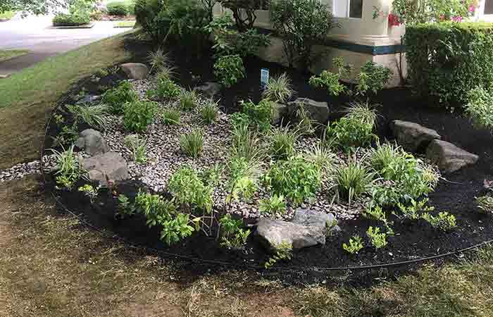 Rain Garden