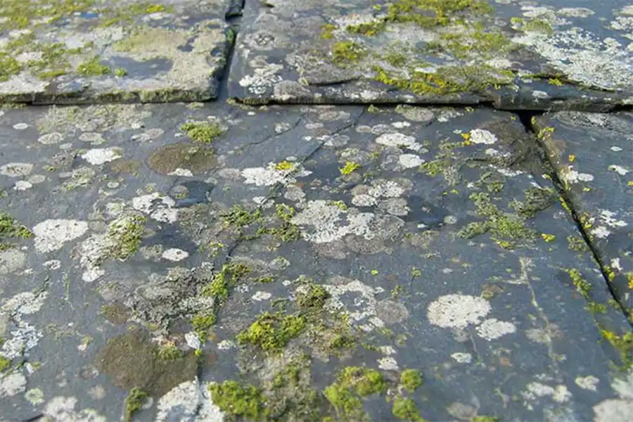 A photo of what lichen looks like on roof