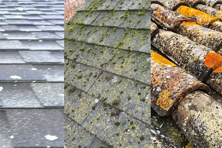 White, green and yellow lichen types on roof